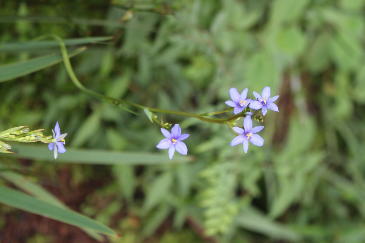 Aristea ecklonii Baker